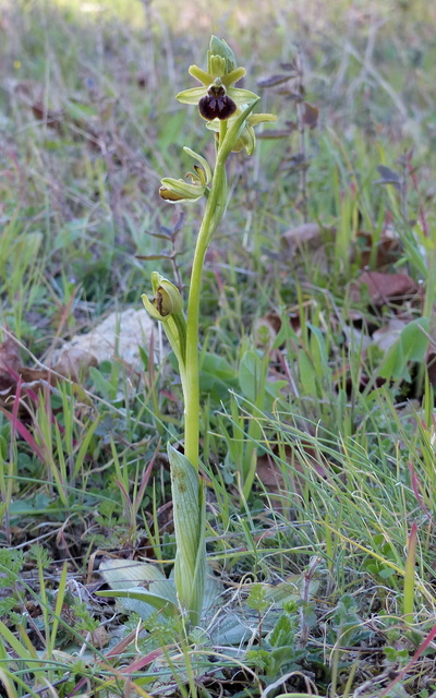 Ophrys precoci nellAbruzzo sud orientale 2022